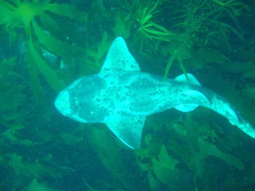Draughtboard Shark | Cephaloscyllium laticeps photo