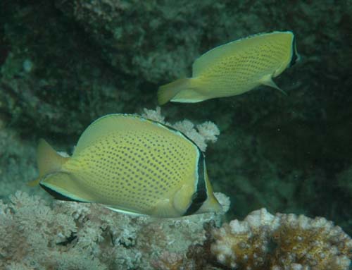 Speckled Butterflyfish | Chaetodon citrinellus photo