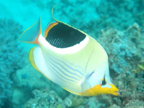 Saddled Butterflyfish | Chaetodon ephippium photo