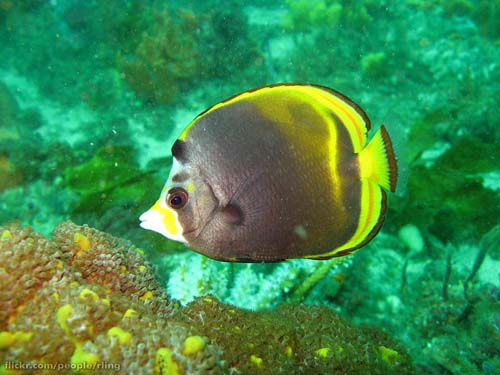 Dusky Butterflyfish | Chaetodon flavirostris photo