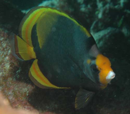 Dusky Butterflyfish | Chaetodon flavirostris photo