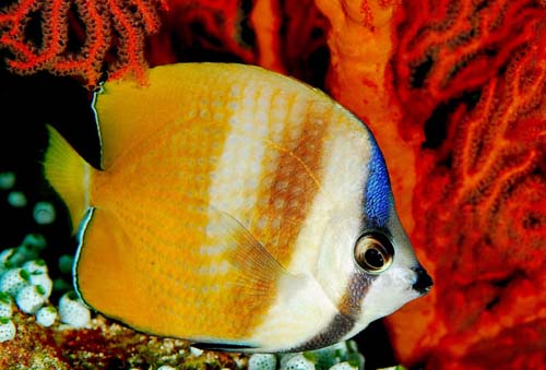 Klein's Butterflyfish | Chaetodon kleinii photo