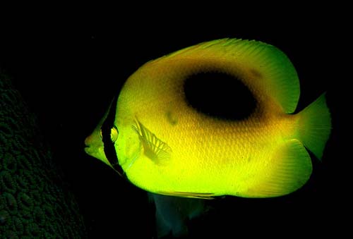 Oval-spot Butterflyfish | Chaetodon speculum photo