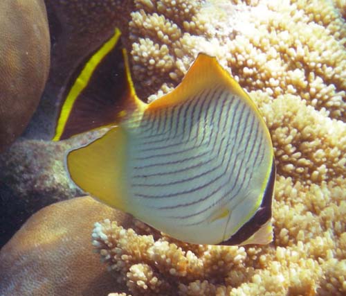 Chevroned Butterflyfish | Chaetodon trifascialis photo