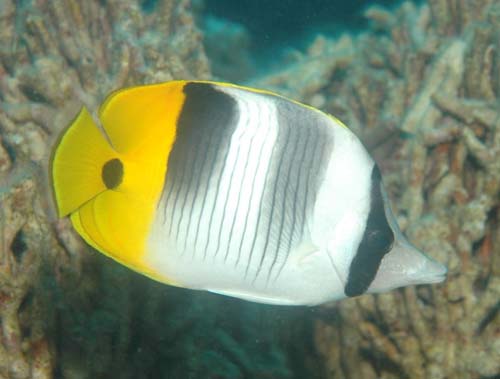 Double-saddle Butterflyfish | Chaetodon ulietensis photo