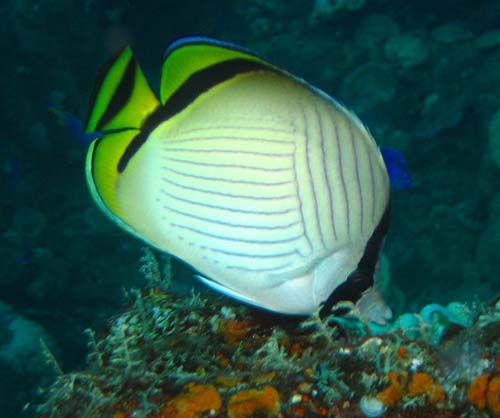 Vagabond Butterflyfish | Chaetodon vagabundus photo