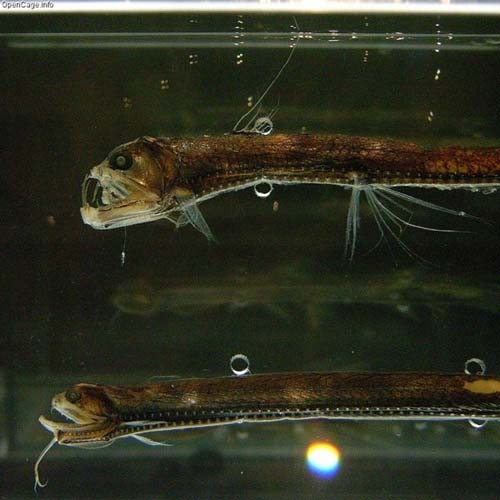 Sloan's Viperfish | Chauliodus sloani photo