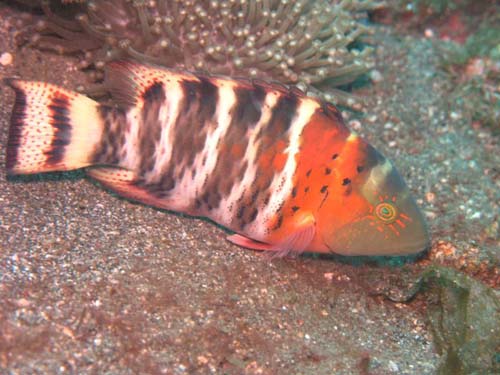 Redbreasted Maori Wrasse | Cheilinus fasciatus photo