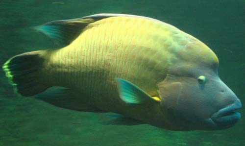 Humphead Maori Wrasse | Cheilinus undulatus photo