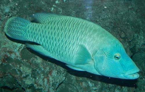 Humphead Maori Wrasse | Cheilinus undulatus photo