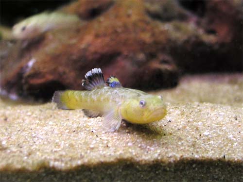 Desert Goby | Chlamydogobius eremius photo