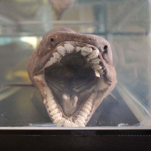 Frill Shark | Chlamydoselachus anguineus photo