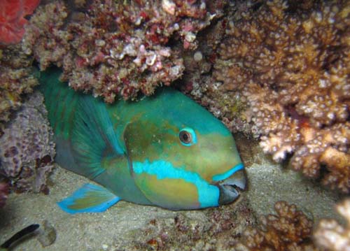 Steephead Parrotfish | Chlorurus microrhinos photo