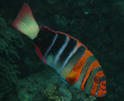 Harlequin Tuskfish | Choerodon fasciatus photo