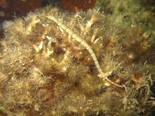 Ocellate Pipefish | Corythoichthys ocellatus photo