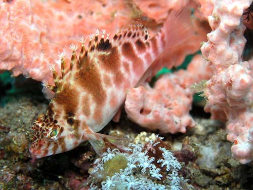 Blotched Hawkfish | Cirrhitichthys aprinus photo