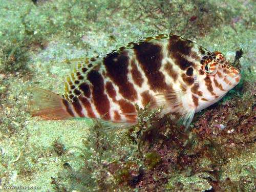 Blotched Hawkfish | Cirrhitichthys aprinus photo