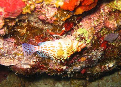 Dwarf Hawkfish | Cirrhitichthys falco photo