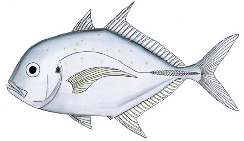 Onion Trevally | Carangoides caeruleopinnatus photo