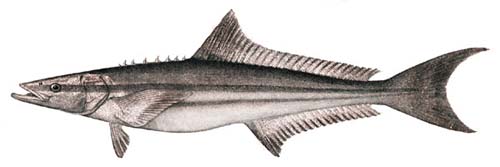 Cobia | Rachycentron canadum photo