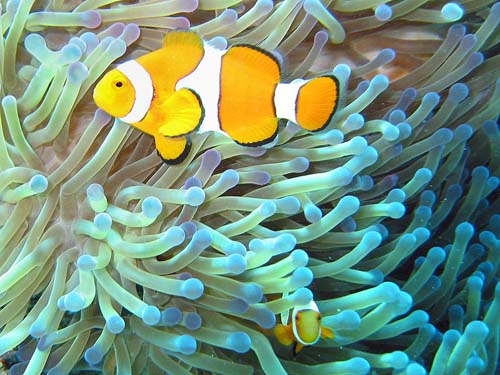 False-Clown Anemonefish | Amphiprion ocellaris photo