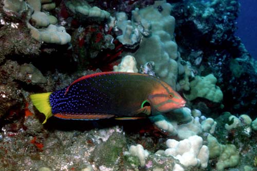 Yellowtail Coris | Coris gaimard photo