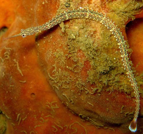 Schultz's Pipefish | Corythoichthys schultzi photo