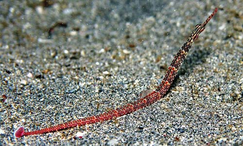 Schultz's Pipefish | Corythoichthys schultzi photo