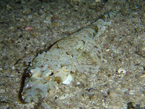 Crocodilefish | Cymbacephalus beauforti photo