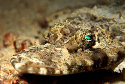 Crocodilefish | Cymbacephalus beauforti photo