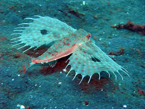 Flying Gurnard | Dactyloptena orientalis photo