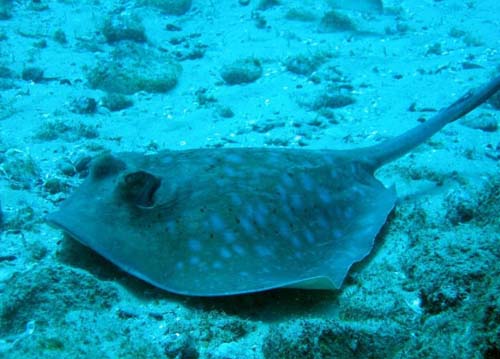 Blue-spotted Stingray | Dasyatis kuhlii photo