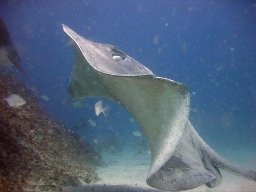 Black Stingray | Dasyatis thetidis photo