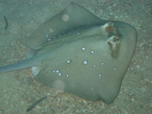 Blue-spotted Stingray | Dasyatis kuhlii photo