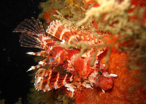 Dwarf Lionfish | Dendrochirus brachypterus photo