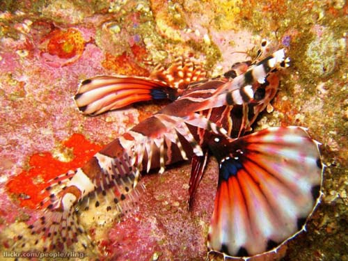 Zebra Lionfish | Dendrochirus zebra photo