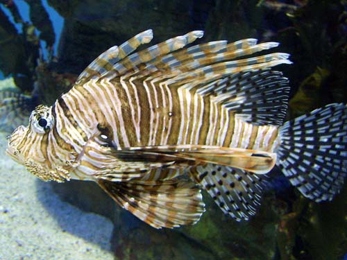 Zebra Lionfish | Dendrochirus zebra photo