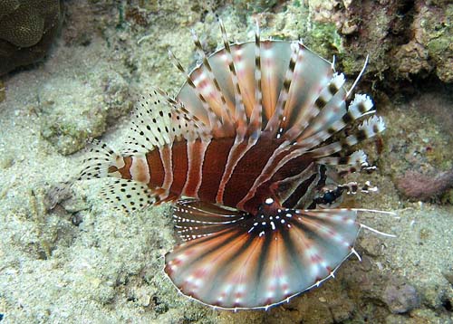 Zebra Lionfish | Dendrochirus zebra photo