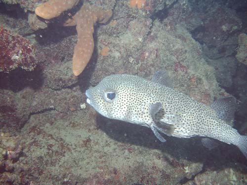 Black-spotted Porcupinefish | Diodon hystrix photo