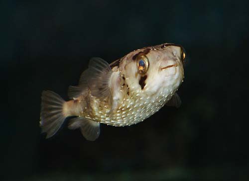 Freckled Porcupinefish | Diodon holocanthus photo