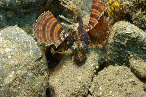 Dwarf Lionfish | Dendrochirus brachypterus photo