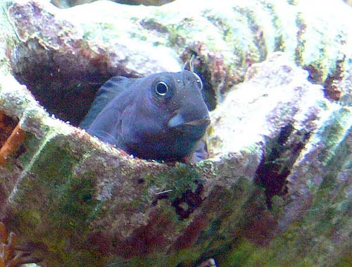 Bicolor Blenny | Ecsenius bicolor photo