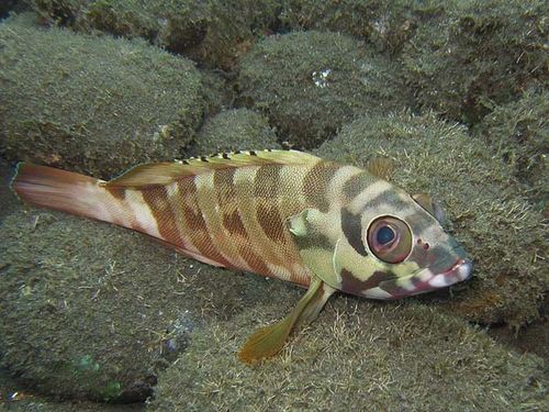 Blacktip Rockcod | Epinephelus fasciatus photo