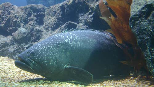 Queensland Groper | Epinephelus lanceolatus photo