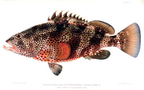 Trout Cod | Epinephelus maculatus photo