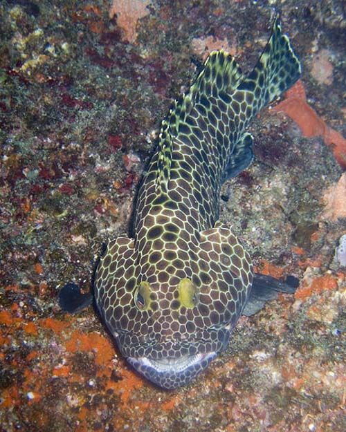 Honeycomb Grouper | Epinephelus merra photo
