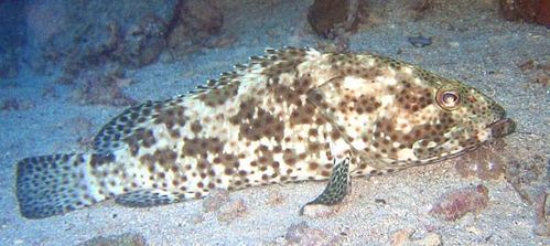 Camouflage Grouper | Epinephelus polyphekadion photo