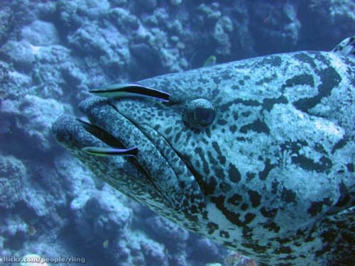 Potato Cod | Epinephelus tukula photo