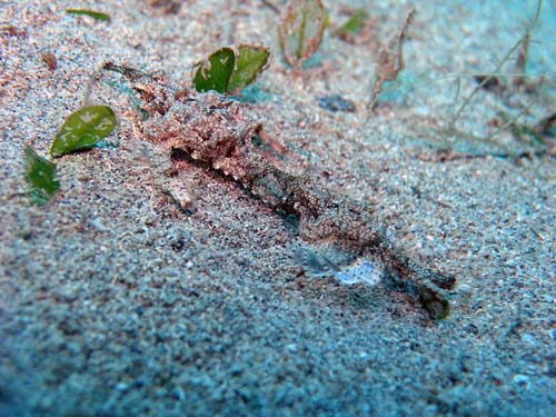 Little Dragonfish | Eurypegasus draconis photo