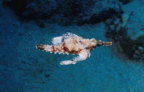 Little Dragonfish | Eurypegasus draconis photo